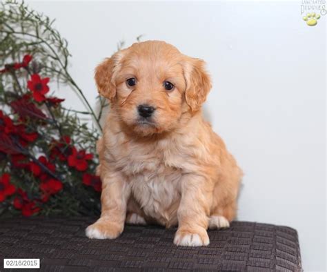 Marion ISO Goldendoodle. . Southern illinois craigslist pets